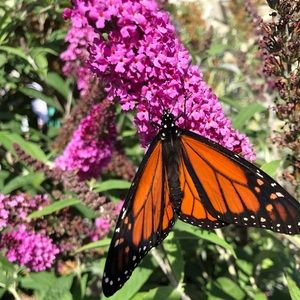 Meet your Posher, Maggie